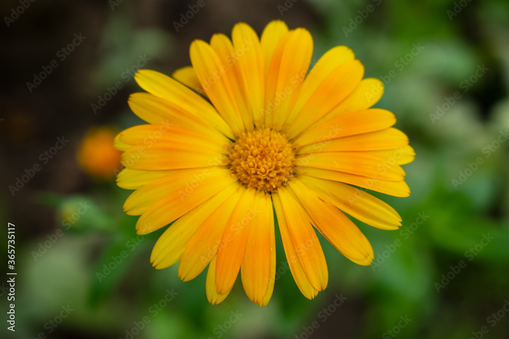 Calendula. Flower field plant. Yellow round flower on a green background Calendula. Flower field plant. Yellow round flower on a green background