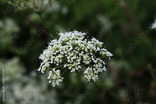 The photo was taken in Lithuania. Sosnowsky's hogweed is a monocarpic perennial herbaceous flowering plant in the carrot family Apiaceae. Its native range includes the central and eastern Caucasus reg