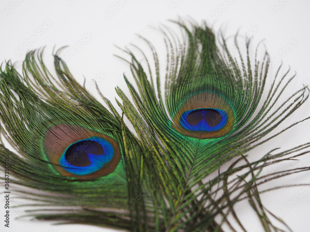 Obraz premium unique, fancy, celebrate, macro nature, card, studio shot, bird, feathers, eyes close up, eye, vivid, ornamented, majestic, light, plume, isolated, concept, turquoise, exotic, macro, pretty, wallpaper