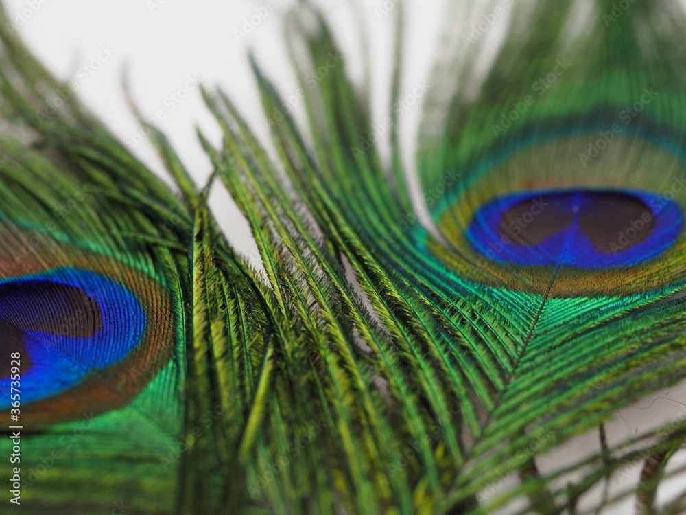 Obraz premium unique, fancy, celebrate, macro nature, card, studio shot, bird, feathers, eyes close up, eye, vivid, ornamented, majestic, light, plume, isolated, concept, turquoise, exotic, macro, pretty, wallpaper
