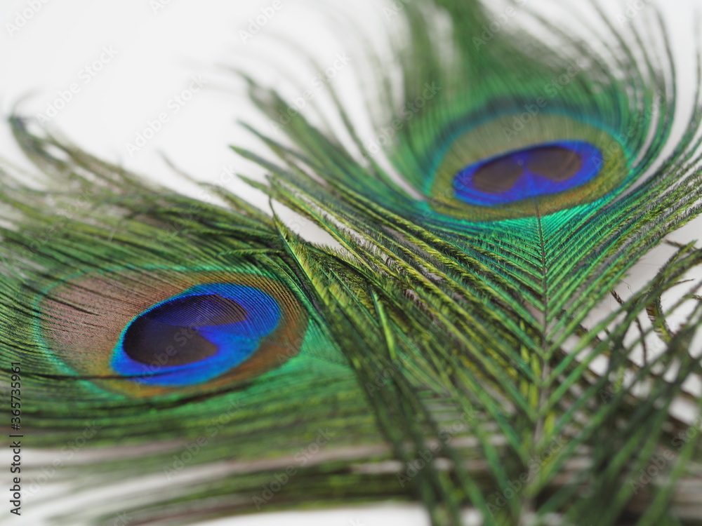 Fototapeta premium unique, fancy, celebrate, macro nature, card, studio shot, bird, feathers, eyes close up, eye, vivid, ornamented, majestic, light, plume, isolated, concept, turquoise, exotic, macro, pretty, wallpaper