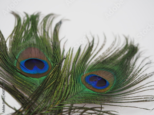 unique, fancy, celebrate, macro nature, card, studio shot, bird, feathers, eyes close up, eye, vivid, ornamented, majestic, light, plume, isolated, concept, turquoise, exotic, macro, pretty, wallpaper