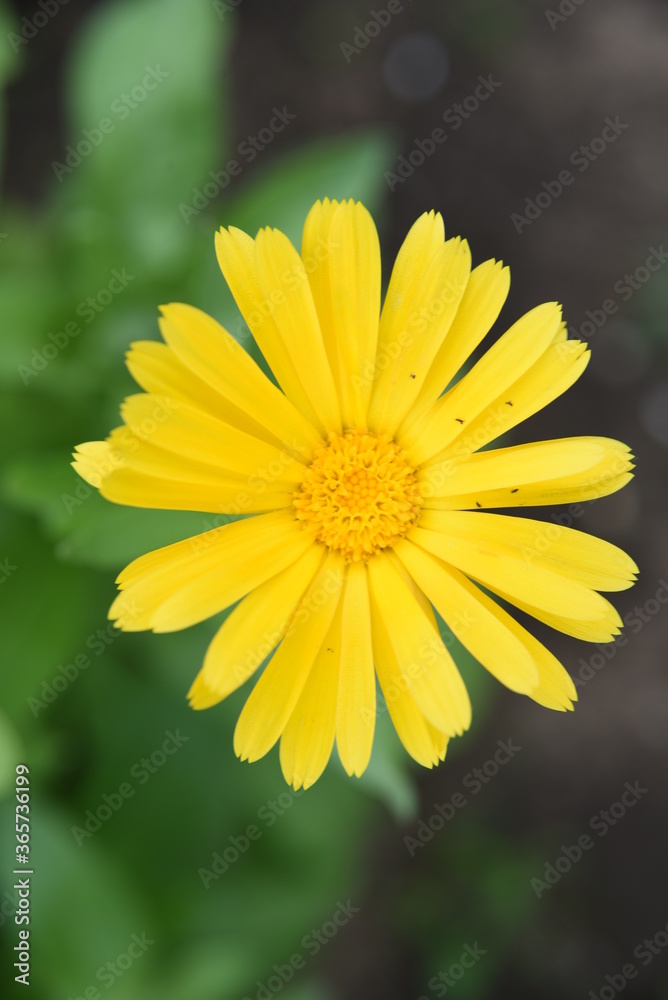 Obraz premium yellow daisy flower
