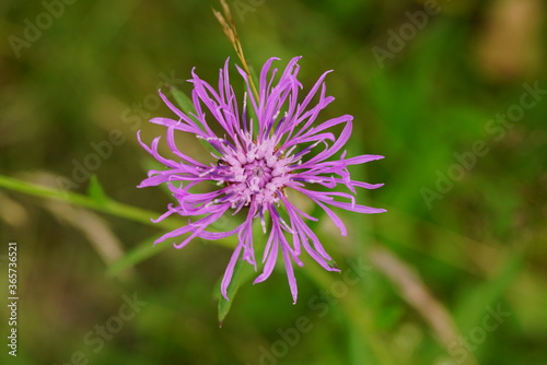 Florale Textur als Hintergrund mit unterschiedlichen Farben und Formen einer Pflanzlichen Gestalt zur sommerlichen Jahreszeit  Skabiosen Glockenblume