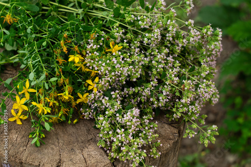 Bunch of flowering oregano and hypericum. Culinary herb, curative plants © natagolubnycha