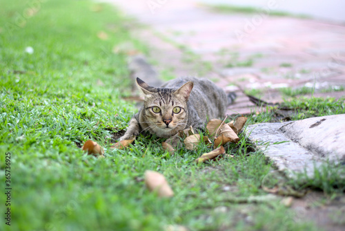 Portraits beautiful black small tabby cat with yellow big eyes lying down outdoor in summer  looking at camera ready to pounce its prey in garden  there is green grass nature foreground and background