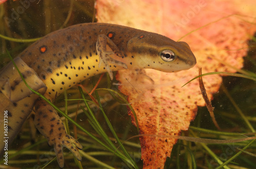 Canvastavla Underwater photograph of an adult male Eastern Newt (Notophthalmus viridescens)