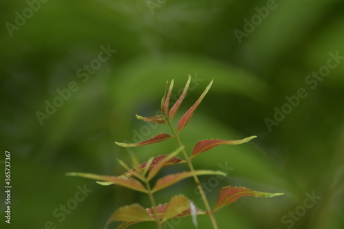 Neem leaves on blurred background