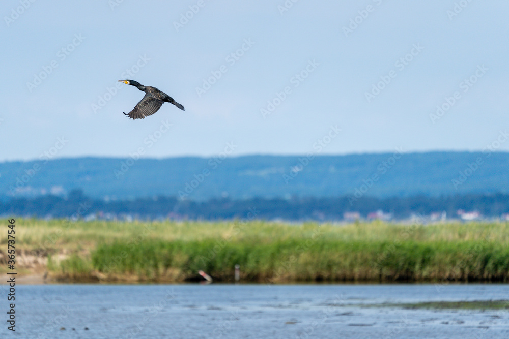 Double Crested Cormorant in flight with natural background. Blurred background. Selective focus. Double Crested Cormorant in flight with natural background. Blurred background. Selective focus.