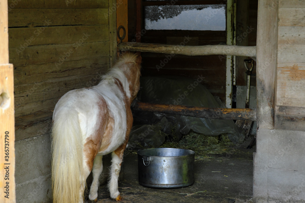 馬舎で餌を待つ馬の後ろ姿 Stock Photo Adobe Stock
