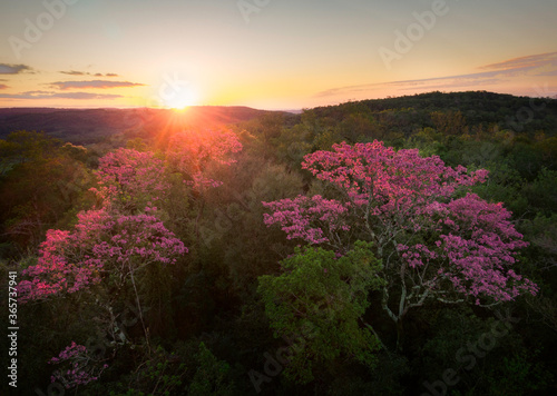 Warm sunset with big trees with pink flowers and beautiful jungle scenery in spring. Tree with flowers at sunset