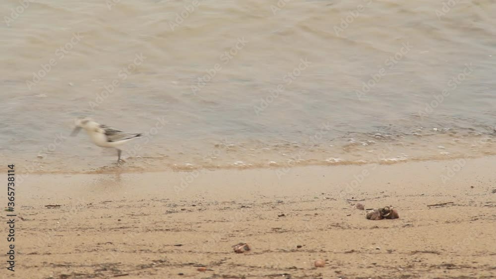 Sandpipers feeding along the Connecticut shoreline of Long Island Sound on an overcast day. 

