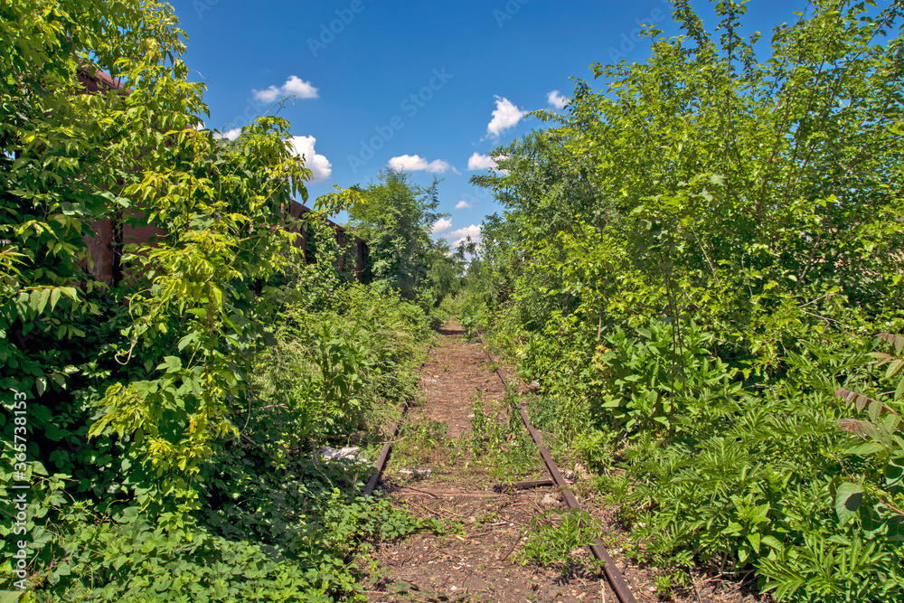 Railway track in the bushes