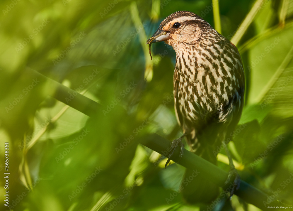 red-backed shrike red-backed shrike