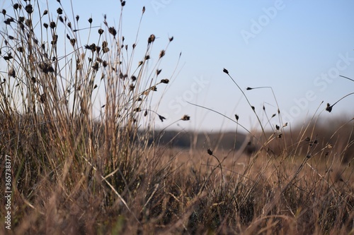 reeds in the wind