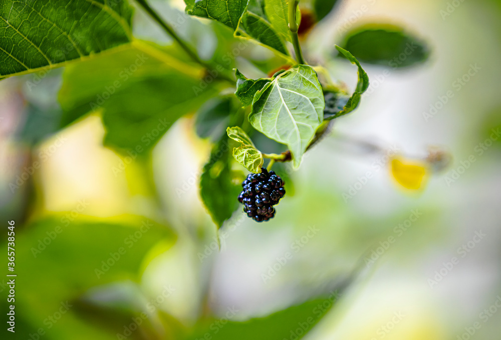 berries on a branch