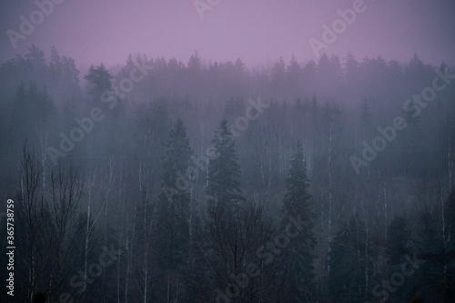 fog in the forest © Albert