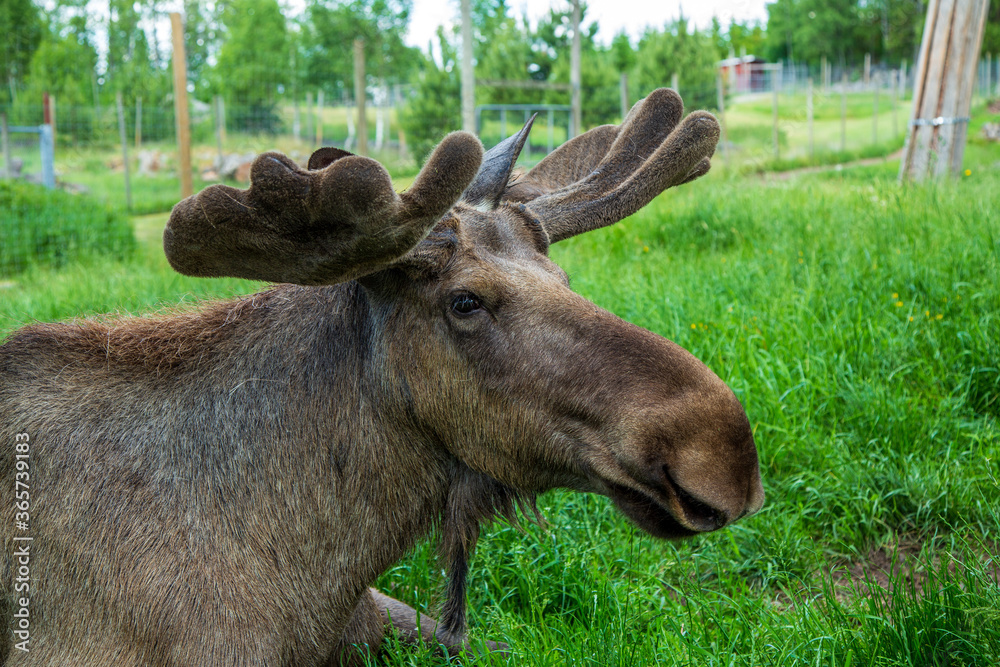 Moose bull with bast skin on the horns Moose bull with bast skin on the horns