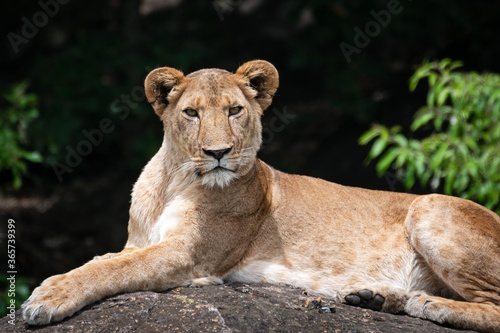  Intensity  .   Species  lion  Panthera leo    .   Location  Kidepo Valley National Park  Uganda           