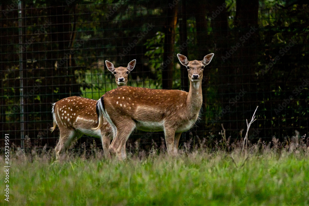 two deer looking right in the camera two deer looking right in the camera