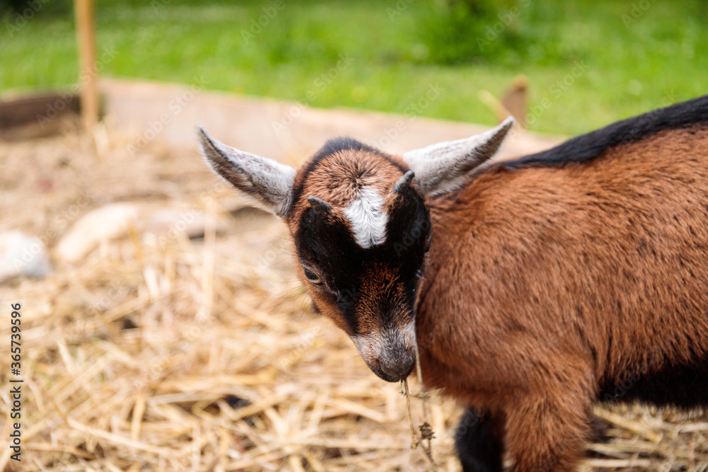 Brown nubian goat on a green grass countryside Brown nubian goat on a green grass countryside