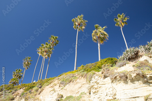 California landscape with palmtree and blue sky