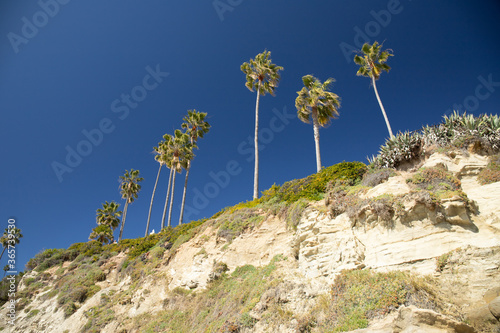California landscape with palmtree and blue sky