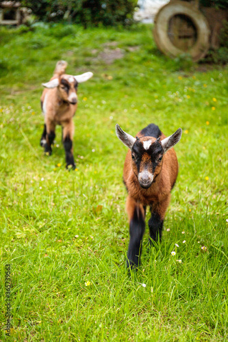 Brown nubian goat on a green grass countryside