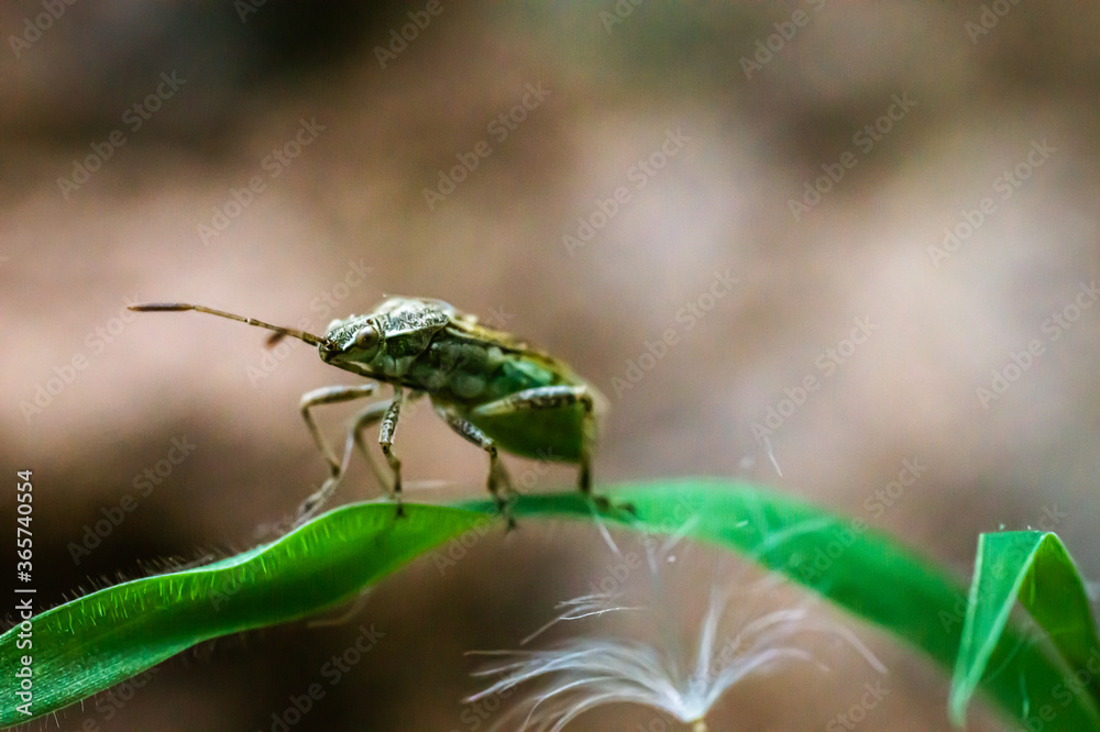 Naklejka premium A balancing act