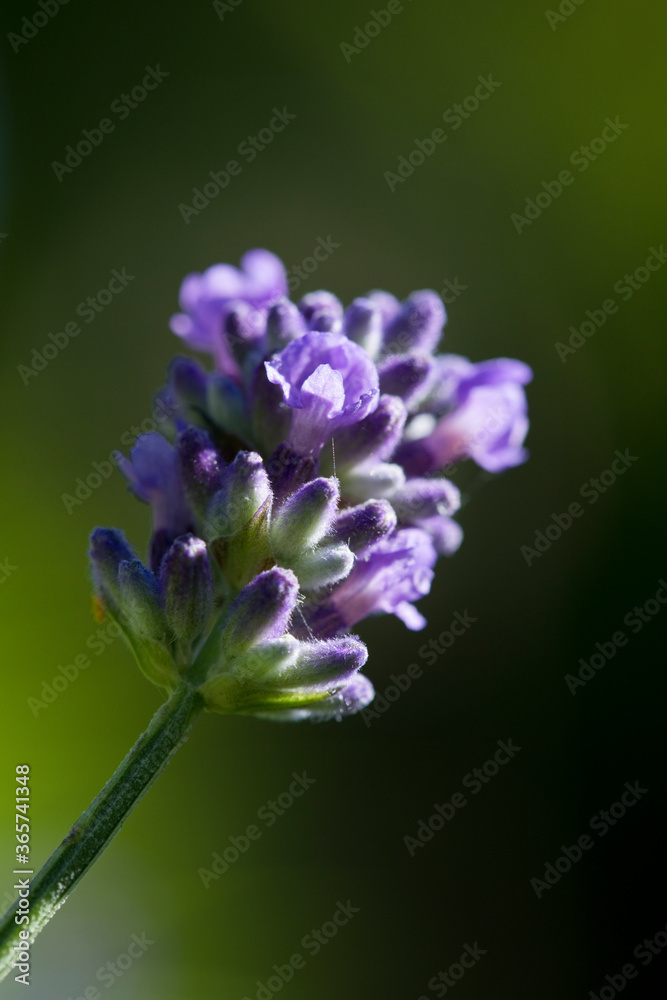 Lavender flower in a garden in summertime Lavender flower in a garden in summertime
