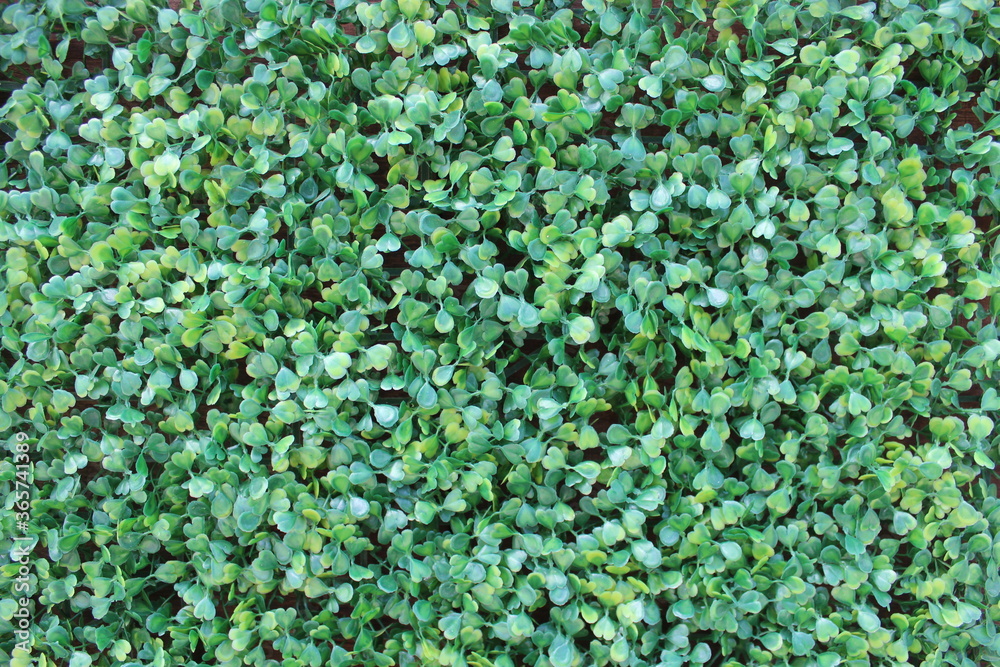 Green Green