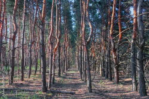 Fototapeta Naklejka Na Ścianę i Meble -  old pine forest. fancy shapes of old trees