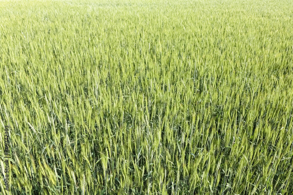 ears of green wheat close up for the entire frame