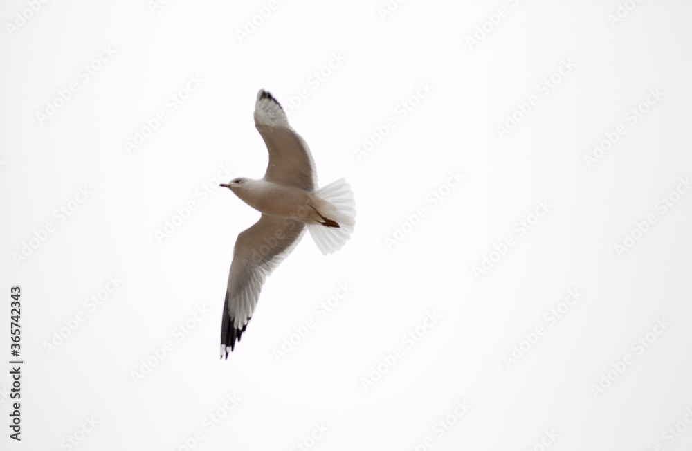 Obraz premium duck bird pond geese chicken