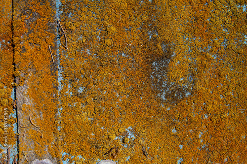 Outdoor canvas covered with rust colored lichen looks like rust on metal photo
