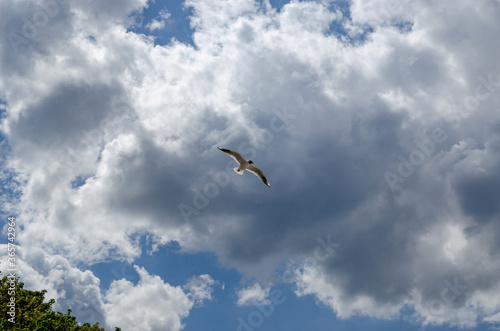
seagull in the sky