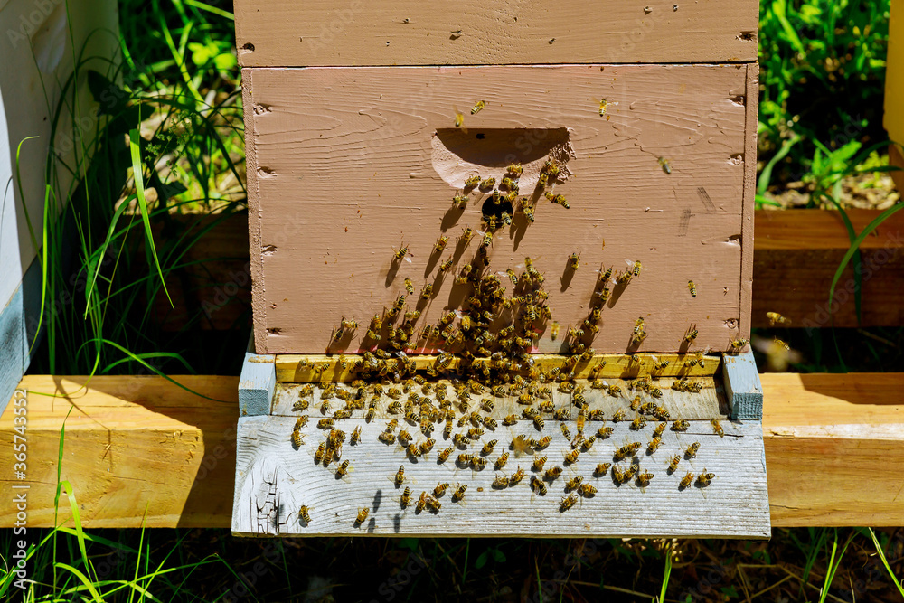 Close up of entrance of bees into a working flying near the hive a wooden hive. Close up of entrance of bees into a working flying near the hive a wooden hive.