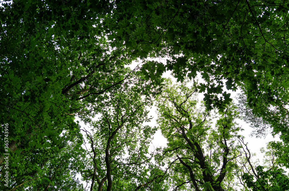 Fototapeta premium Green tree
