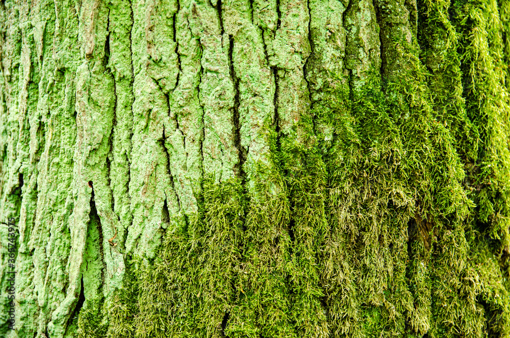 green tree with moss
green tree with moss