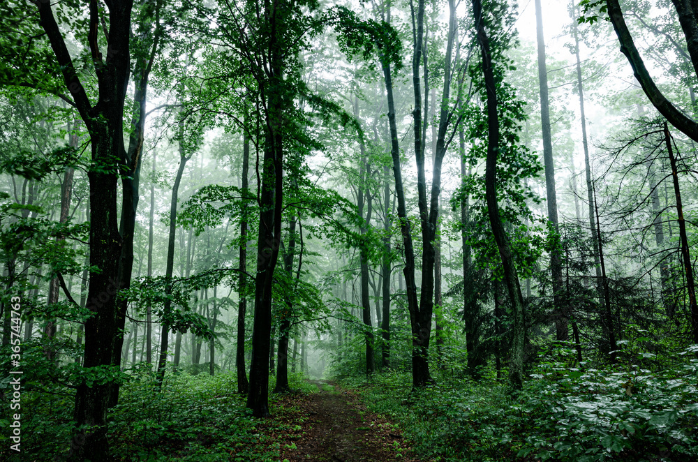 Obraz premium green forest with fog