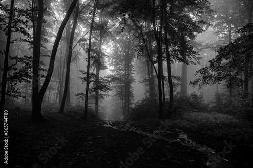 
dark misty forest