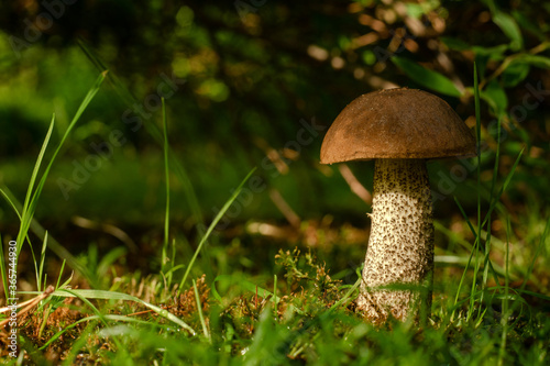 Edible mushroom boletus on green grass in the forest.A mushroom with a brown cap and a white leg.
