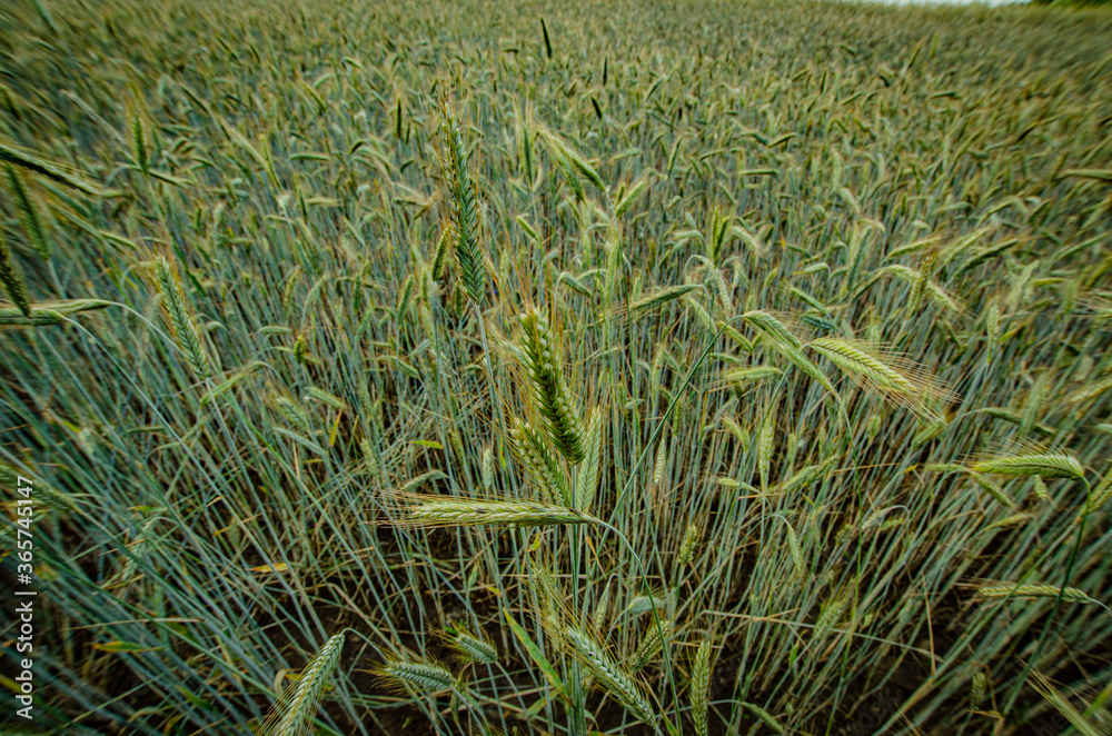 Obraz premium wide-angle field