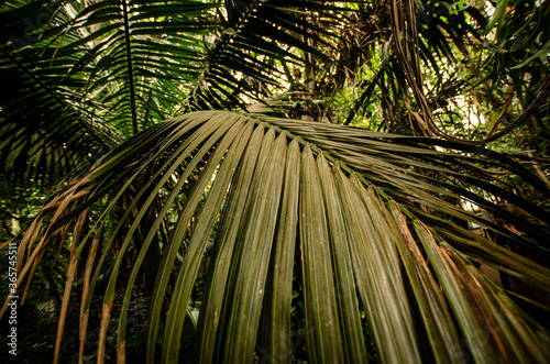  a burnt palm tree