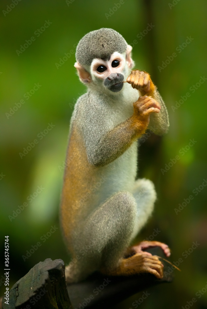 Obraz premium Little monkey in the tree.