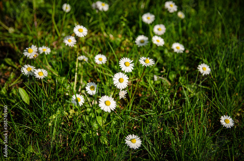 SMALL WHITE DAISIES GROWING IN THE GRASS 
