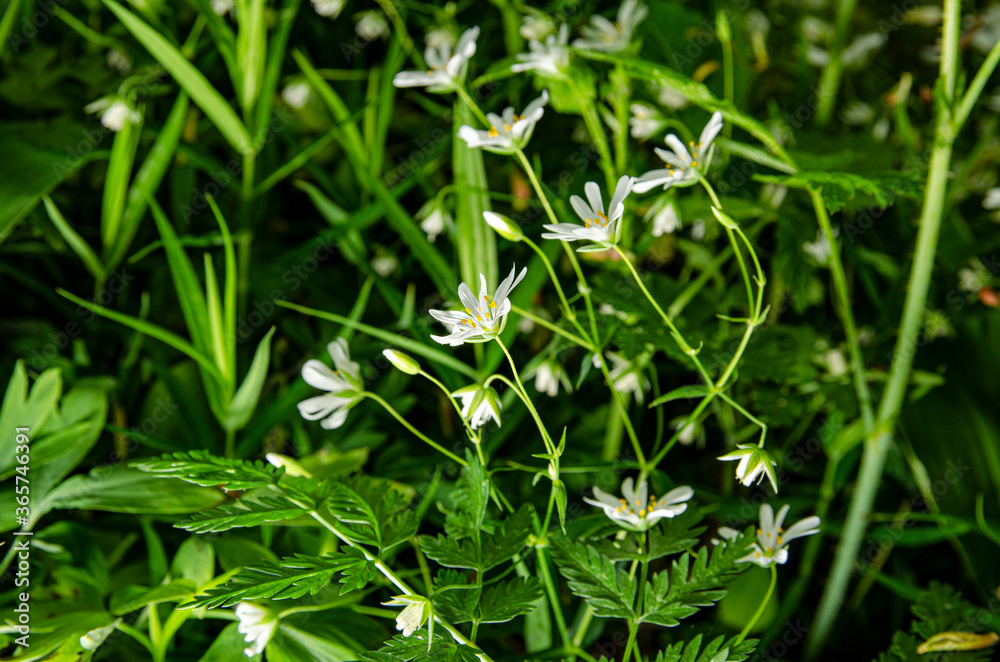 SMALL WHITE FLOWERS GROWING IN THE TALL GRASS IN THE PARK SMALL WHITE FLOWERS GROWING IN THE TALL GRASS IN THE PARK