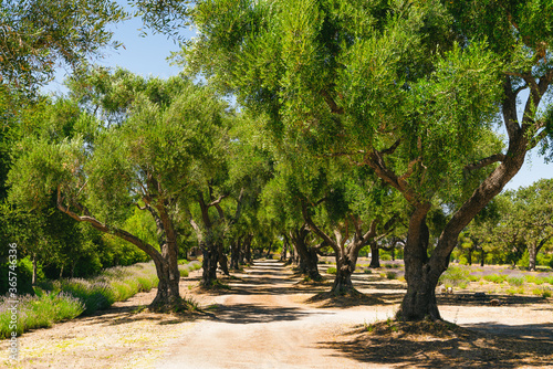 фотографія Oak trees alley, sunny summer day in California