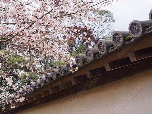 瓦ぶきの壁と桜