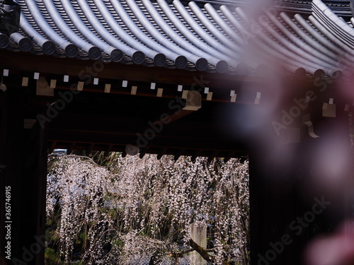 寺院の門と桜